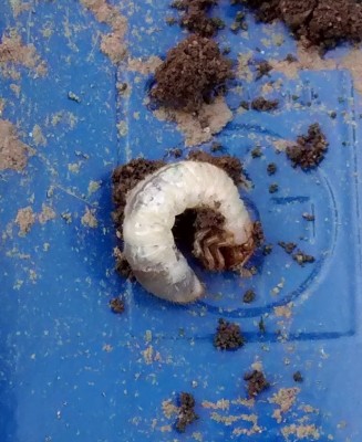 IMG_20140405_181350628-mod.jpg (188.08 KiB) Osservato 732 volte IMG_20140405_181350628-mod.jpg