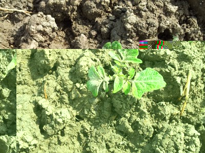 Patata / 20140406_132757.jpg 20140406_132757.jpg