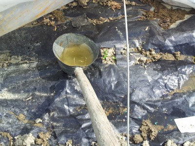 Mestolo per irrigazione / 20140406_135254.jpg 20140406_135254.jpg