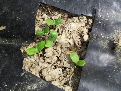 Crimson / 20140406_135304.jpg 20140406_135304.jpg