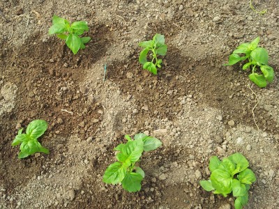 Basilico gigante / 20140406_141723.jpg 20140406_141723.jpg