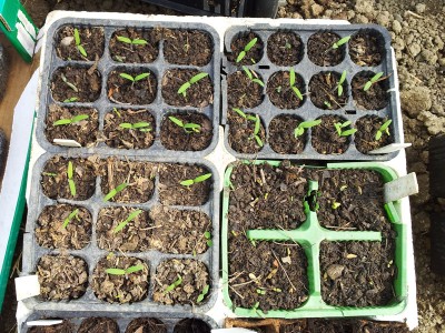 Cuore di bue e altri / 20140406_141655.jpg 20140406_141655.jpg