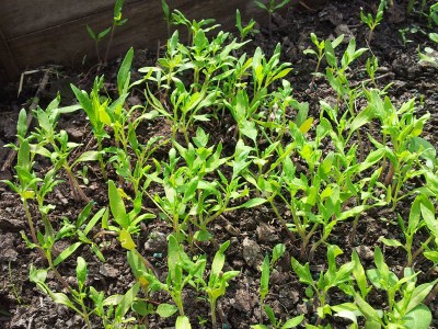 Scatolone / 20140406_150340.jpg 20140406_150340.jpg