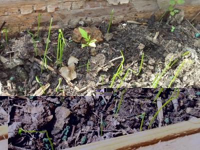 porri / 20140406_150415.jpg 20140406_150415.jpg