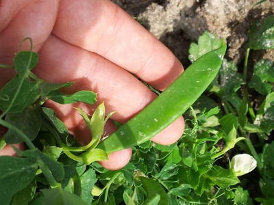 piselli / 20140406_150446.jpg 20140406_150446.jpg