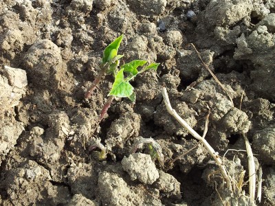 Fagiolini / 20140406_150511.jpg 20140406_150511.jpg