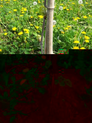 20140406_150608.jpg (275.16 KiB) Osservato 1024 volte 20140406_150608.jpg