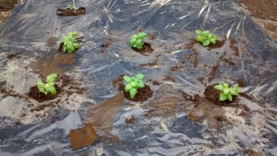 Basilico trapiantato.jpg (166.32 KiB) Osservato 676 volte Basilico trapiantato.jpg