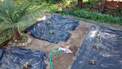 Zucchine.jpg (203.48 KiB) Osservato 676 volte Zucchine.jpg