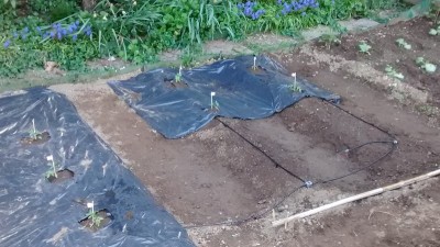 Pomodori Cuore di bue.jpg (165.22 KiB) Osservato 676 volte Pomodori Cuore di bue.jpg