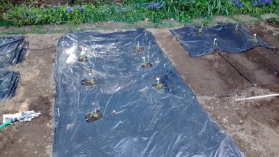 Pomodori Cuore di Bue 2.jpg (183.45 KiB) Osservato 676 volte Pomodori Cuore di Bue 2.jpg