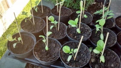 Melanzana 2.jpg (160.62 KiB) Osservato 725 volte Melanzana 2.jpg