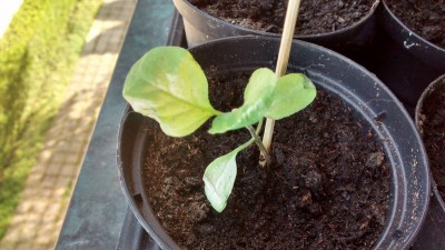 Melanzana.jpg (143.48 KiB) Osservato 725 volte Melanzana.jpg