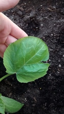 zucchina 1.jpg (99.05 KiB) Osservato 724 volte zucchina 1.jpg