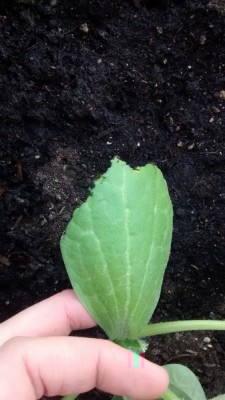 zucchina 2.jpg (95.42 KiB) Osservato 724 volte zucchina 2.jpg