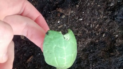 zucchina 3.jpg (141.31 KiB) Osservato 724 volte zucchina 3.jpg