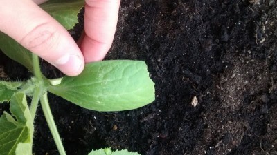 zucchina 4.jpg (146.23 KiB) Osservato 724 volte zucchina 4.jpg