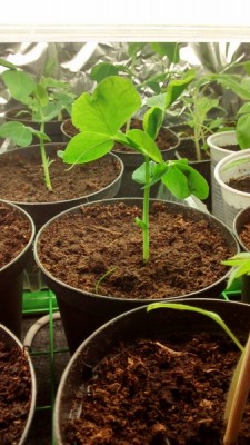 Piselli in serra 1.jpg (114.39 KiB) Osservato 648 volte Piselli in serra 1.jpg