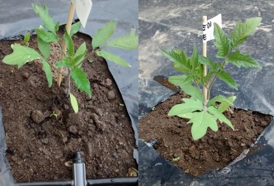 Pomodoro in campo.jpg (155.73 KiB) Osservato 648 volte Pomodoro in campo.jpg