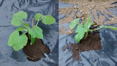 Zucchine in campo.jpg (111.73 KiB) Osservato 648 volte Zucchine in campo.jpg