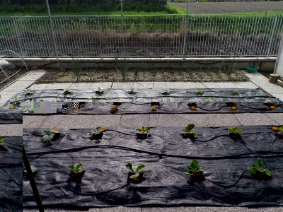 Melanzane Peperoni Cipolle.jpg (170.17 KiB) Osservato 713 volte Melanzane Peperoni Cipolle.jpg