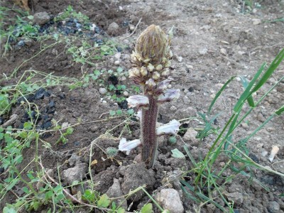 orobanche / sam_9191.jpg sam_9191.jpg