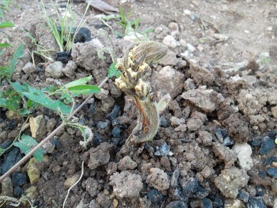 spurchia / sam_9193.jpg sam_9193.jpg