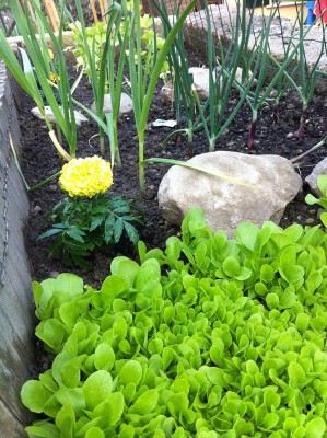 Visione d'insieme: insalatina da taglio, Agli rossi di sulmona, Cipolle tropea, Tagete e Sedano dorato sullo sfondo / 25_2014.jpg 25_2014.jpg