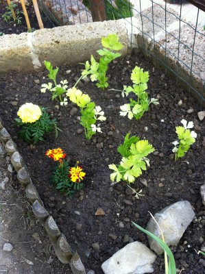 Sedani dorati e tagete / 27_2014.jpg 27_2014.jpg