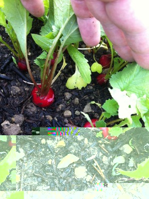 I ravanelli seminati e ormai cresciuti! / 28_2014.jpg 28_2014.jpg