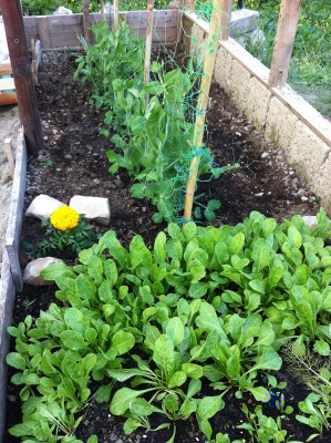 I piselli seminati e le bietole da taglio seminate... con il nuovo Tagete / 29_2014.jpg 29_2014.jpg