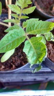 Foglie rovinate 1.jpg (86.3 KiB) Osservato 718 volte Foglie rovinate 1.jpg