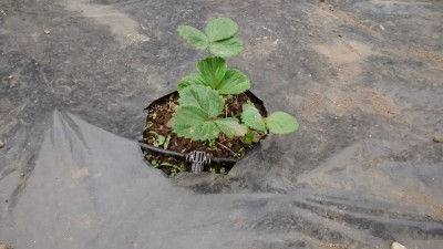 Fragola 1 18-04.jpg (121.35 KiB) Osservato 660 volte Fragola 1 18-04.jpg