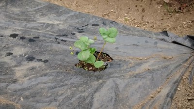 Fragola 2 18-04.jpg (141.12 KiB) Osservato 660 volte Fragola 2 18-04.jpg