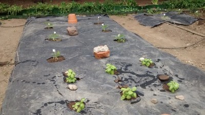 Basilico e pomodori 18-04.jpg (164.58 KiB) Osservato 660 volte Basilico e pomodori 18-04.jpg