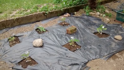 Pomodori 18-04.jpg (173.88 KiB) Osservato 660 volte Pomodori 18-04.jpg