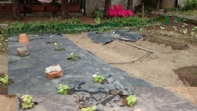 Basilico e pomodori 2 18-04.jpg (166.19 KiB) Osservato 659 volte Basilico e pomodori 2 18-04.jpg