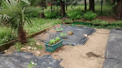 Zucchine 18-04.jpg (180.33 KiB) Osservato 659 volte Zucchine 18-04.jpg