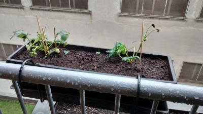 Fragole 1.jpg (126.38 KiB) Osservato 658 volte Fragole 1.jpg