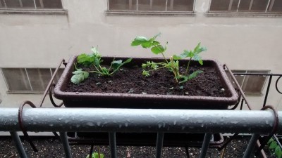 Fragole 2.jpg (119.97 KiB) Osservato 658 volte Fragole 2.jpg