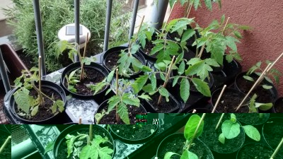 Pomodori 1.jpg (205.31 KiB) Osservato 658 volte Pomodori 1.jpg