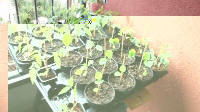 Melanzane.jpg (185.6 KiB) Osservato 658 volte Melanzane.jpg