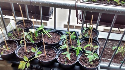 Pomodori 2 e cetriolo.jpg (188.99 KiB) Osservato 657 volte Pomodori 2 e cetriolo.jpg