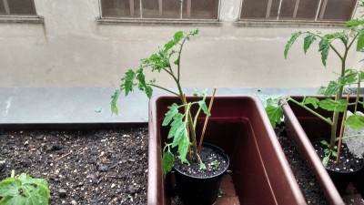 Pomodoro acquistato 1.jpg (143.21 KiB) Osservato 657 volte Pomodoro acquistato 1.jpg