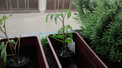 Pomodoro acquistato 2.jpg (142.71 KiB) Osservato 657 volte Pomodoro acquistato 2.jpg