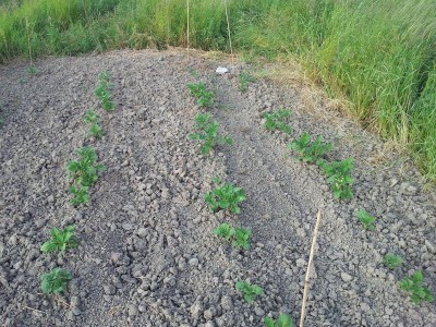 20140423_181018.jpg (224.59 KiB) Osservato 891 volte 20140423_181018.jpg