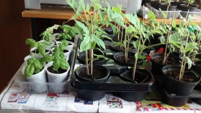 Piantine cresciute 1.jpg (159.4 KiB) Osservato 868 volte Piantine cresciute 1.jpg