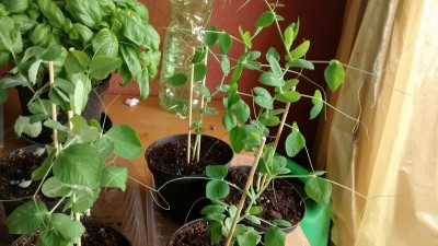 Piantine cresciute 2.jpg (151.82 KiB) Osservato 868 volte Piantine cresciute 2.jpg