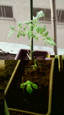 Pomo vaso 1.jpg (101.77 KiB) Osservato 868 volte Pomo vaso 1.jpg