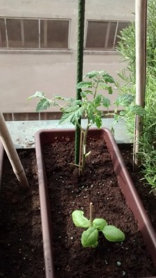 Pomo vaso 2.jpg (103.05 KiB) Osservato 868 volte Pomo vaso 2.jpg